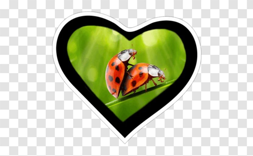 Valentine's Day Vinegar Valentines Ladybird Beetle Greeting & Note Cards - Stock Photography Transparent PNG