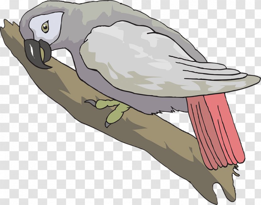 Grey Parrot Bird Clip Art - Ducks Geese And Swans Transparent PNG