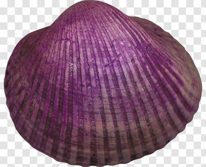 Cockle Mollusc Shell Seashell Veneroida Violet Transparent PNG