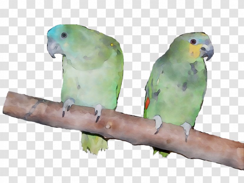 Lovebird Parakeet Macaw Feather Pet - Beak - Bird Supply Transparent PNG