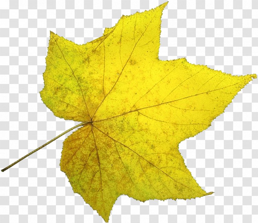 Acer Truncatum Leaf U9f8du6f6du81eau7136u98a8u666fu533a - Maple - Sunshine Of The Indus Leaves Decorative Material Transparent PNG