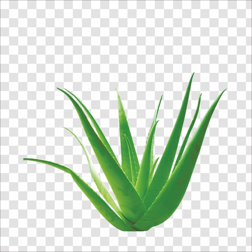 Aloe Vera - Cosmetics Transparent PNG