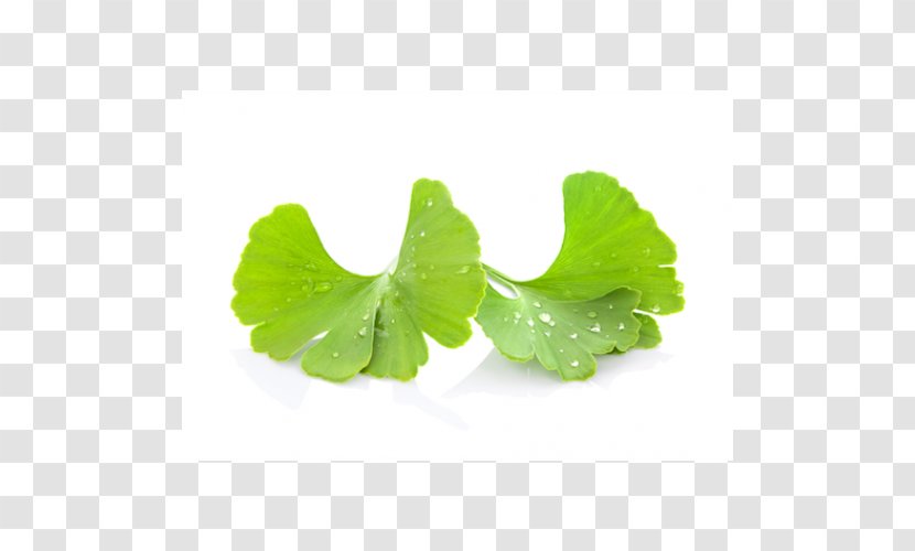 Ginkgo Biloba Extract Fototapeta Leaf - Herb - Ginkgo-biloba Transparent PNG