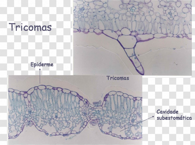 Epidermis Trichome Leaf Abaksiaalsus Anatomy Transparent PNG