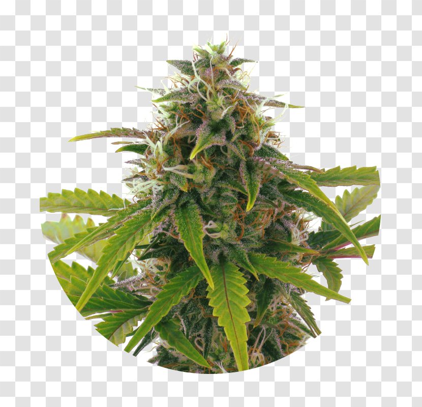 Cannabis Cultivation Haze Kush Seed - Resin Transparent PNG