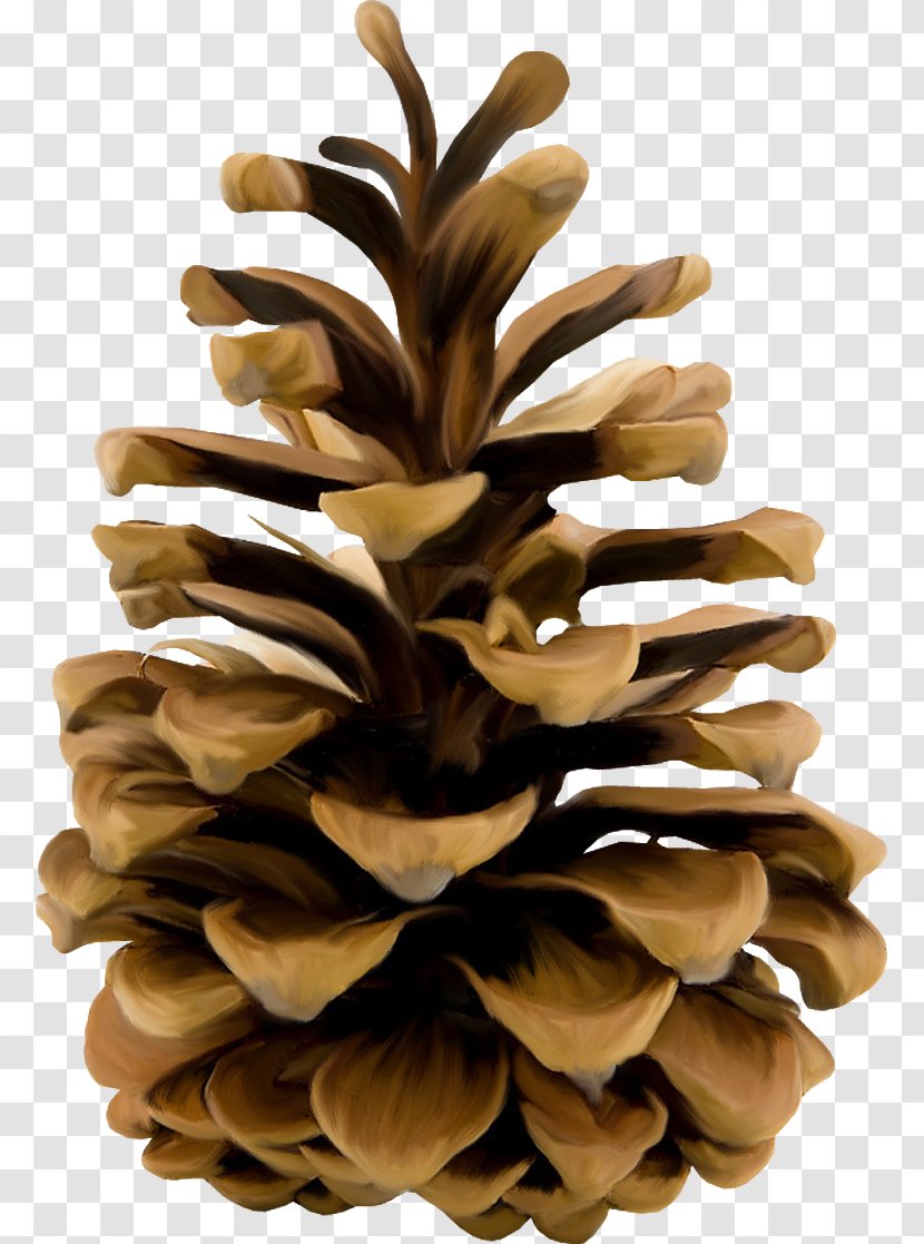 Conifer Cone Stone Pine Conifers Clip Art - Strobilus Transparent PNG