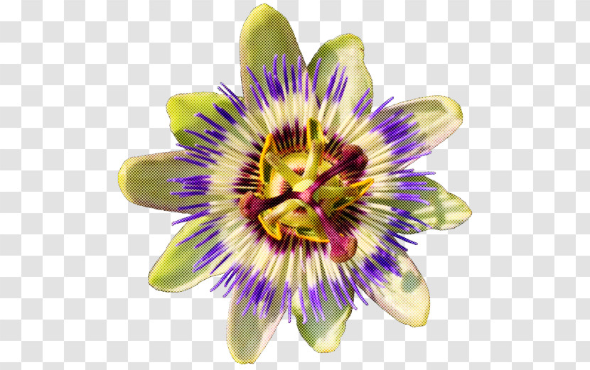 Flower Passion Flower Passion Flower Family Purple Passionflower Plant Transparent PNG