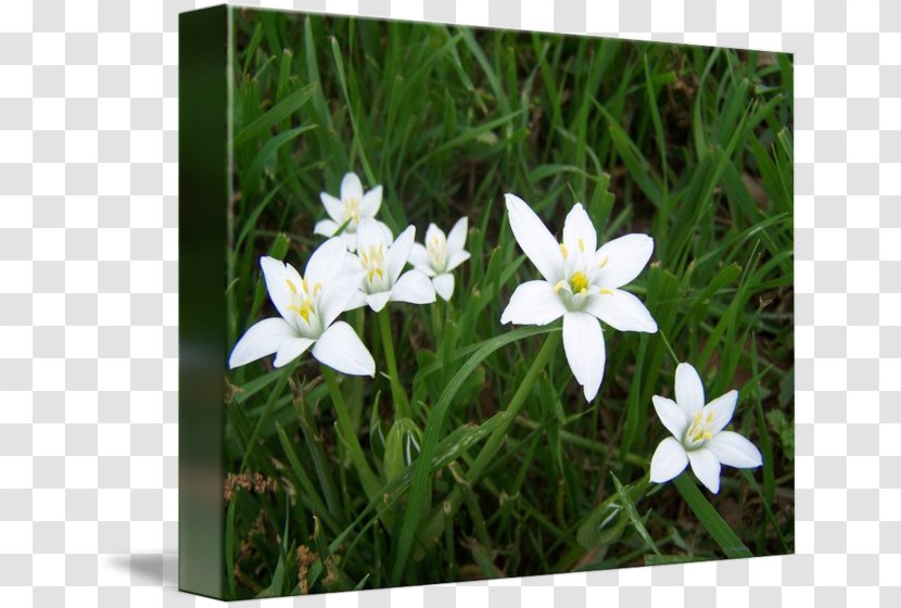 Narcissus Lawn Wildflower Herbaceous Plant - Flower - White Blur Transparent PNG