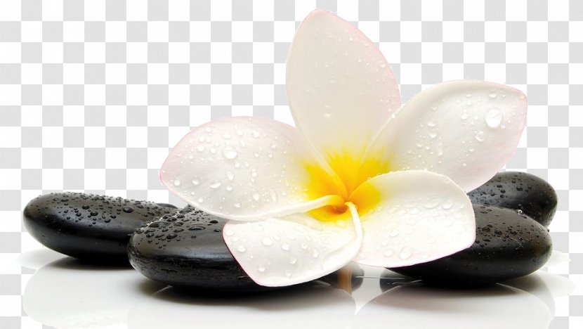 Massage Therapy Relaxation Reflexology - Facial - Plumeria Transparent PNG