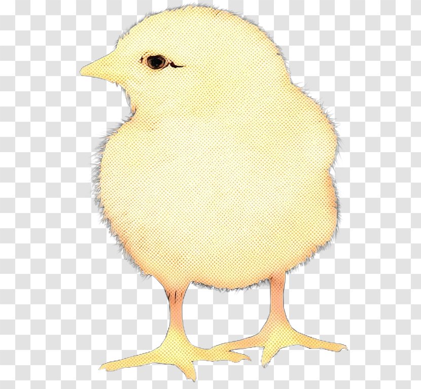 Bird Yellow Beak Chicken Atlantic Canary - Vintage Transparent PNG