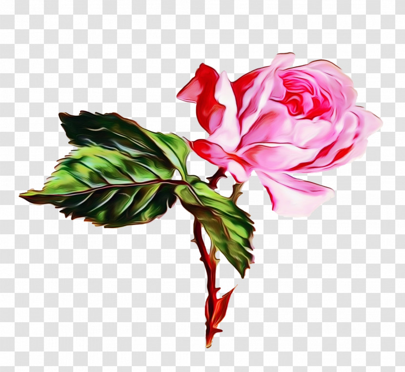 Garden Roses Transparent PNG