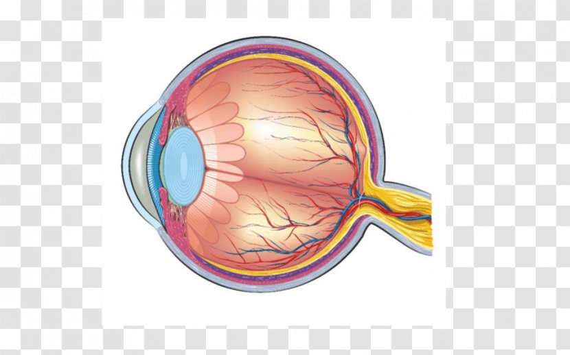 Human Eye Anatomy Diagram - Heart Transparent PNG