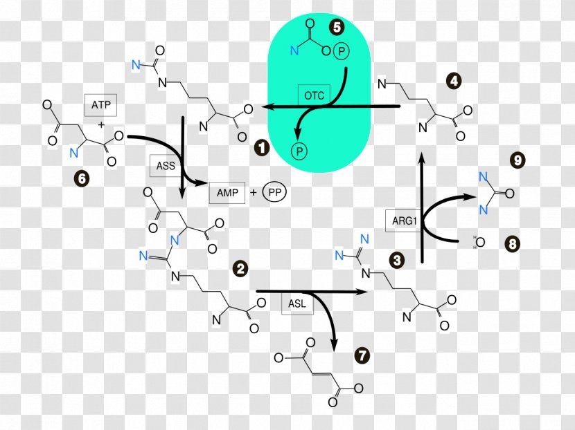 Urea Cycle Biochemistry Ammonia Citric Acid - Area Transparent PNG