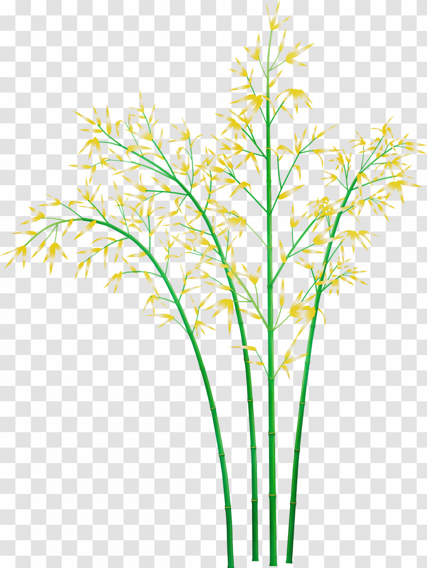 Grass Plant Plant Stem Grass Family Leaf Transparent PNG