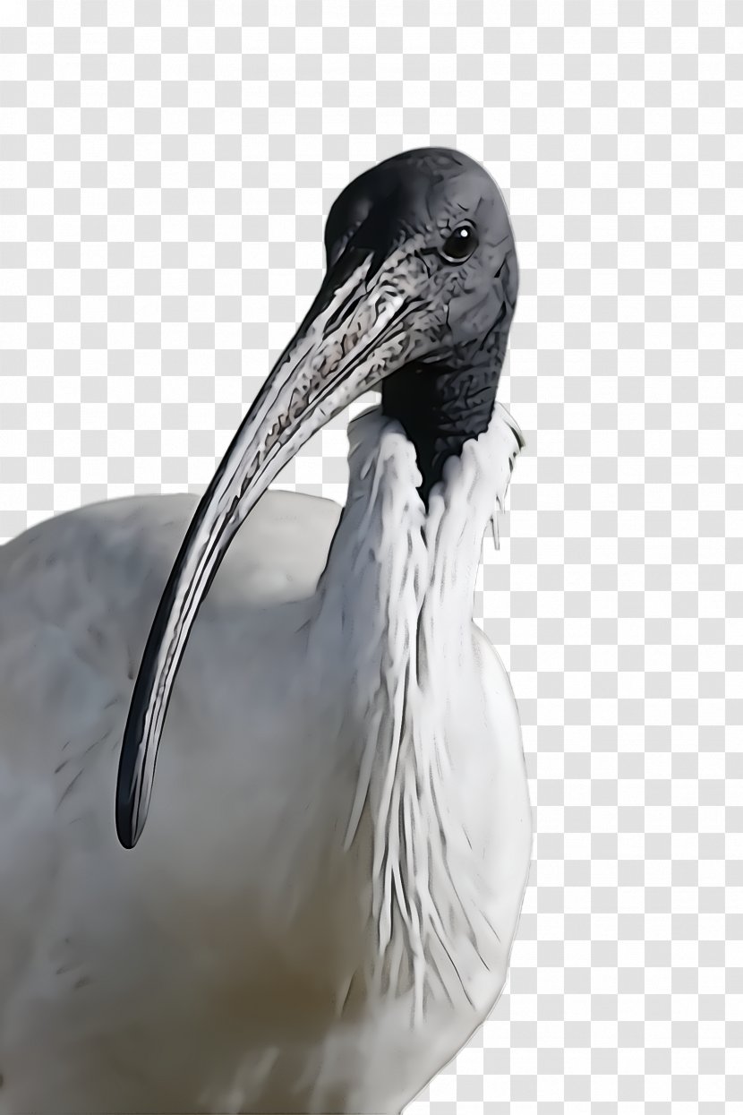 Feather - Cranelike Bird Stork Transparent PNG