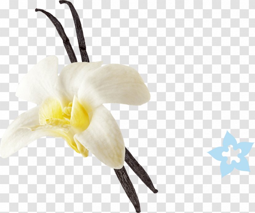 Vanilla Extract Cheesecake Ice Cream Sugar - Dough Transparent PNG