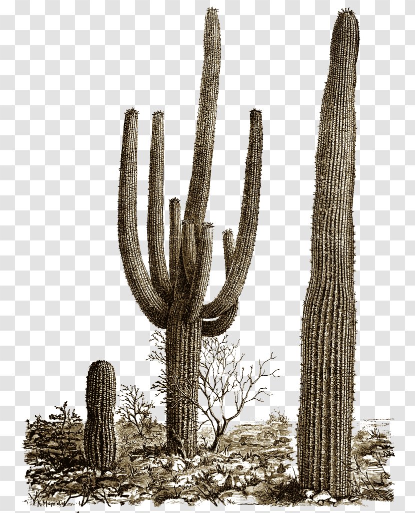 Cactaceae Clip Art - Cactus Transparent PNG