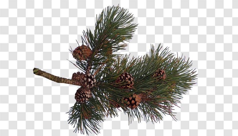 Pine Spruce Conifer Cone Fir - Data - Needle Transparent PNG