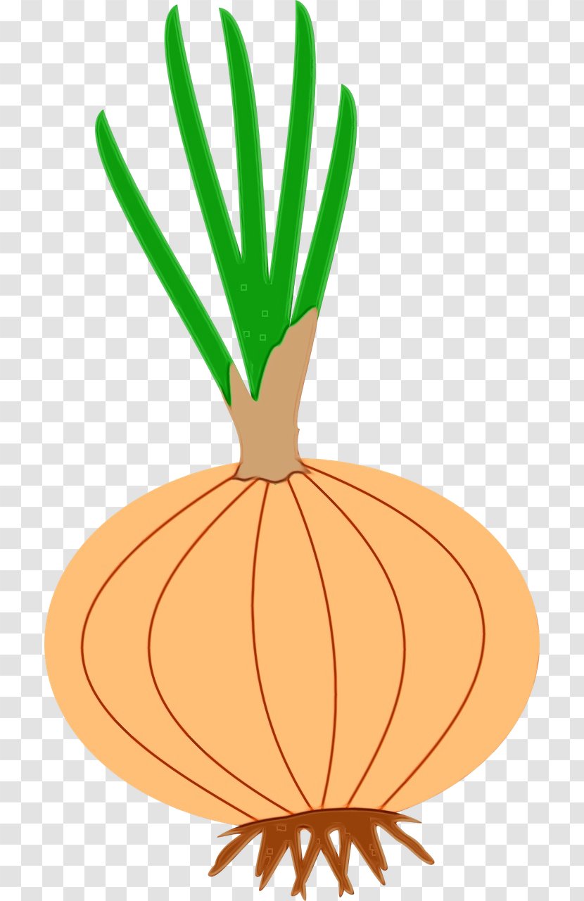 Carrot Vegetable Root Plant Food - Squash - Vegetarian Allium Transparent PNG