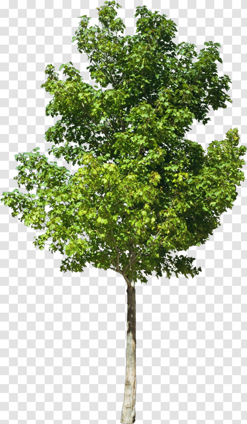 Rome Italy Temple The Church Of Jesus Christ Latter-day Saints Latter Day - Woody Plant - Tree Transparent PNG
