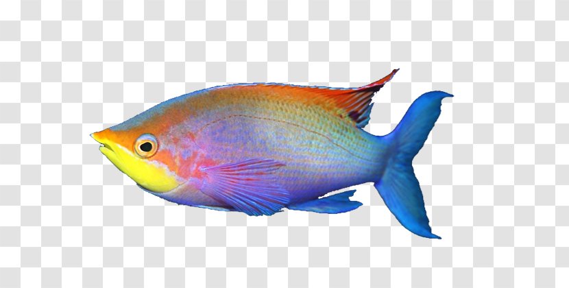 Siamese Fighting Fish Aquarium Tropical Saltwater - Bettas - Fin Transparent PNG