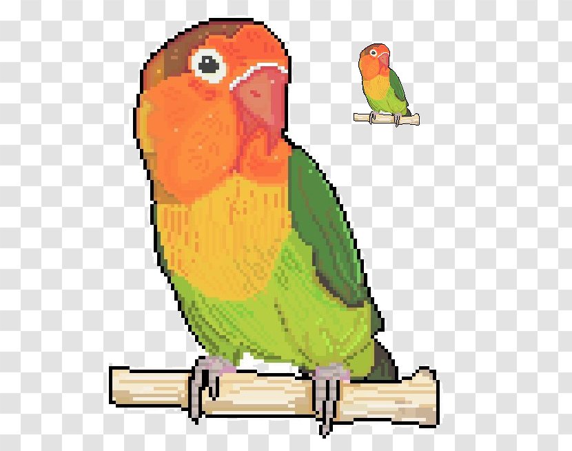Budgerigar Lovebird Parrot Loriini Parakeet - Feather Transparent PNG