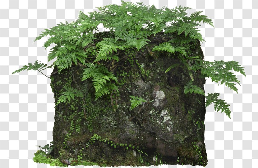 Plant Fern Pixel - Tree - Stone Transparent PNG