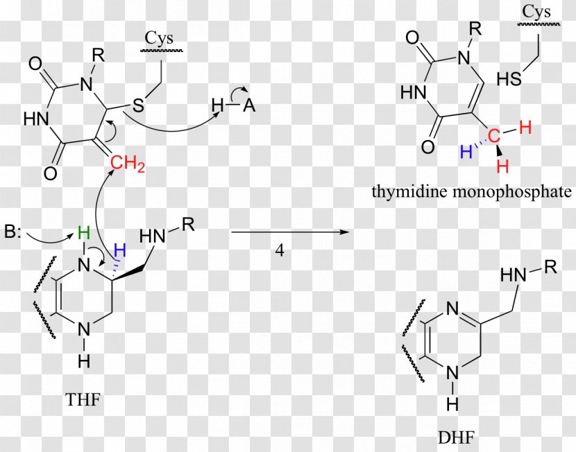 Dihydrofolic Acid Dihydrofolate Reductase Chemical Reaction Tetrahydrofolic - Organism - Amine Transparent PNG