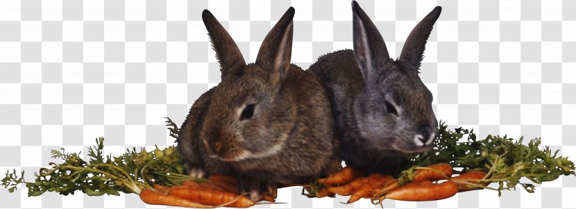 Domestic Rabbit Hare Myxomatosis - Easter Transparent PNG