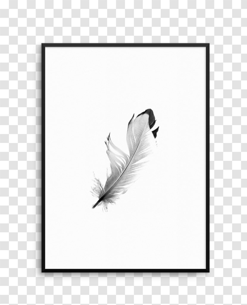 Photography Feather Image Art - Tail - Material Transparent PNG