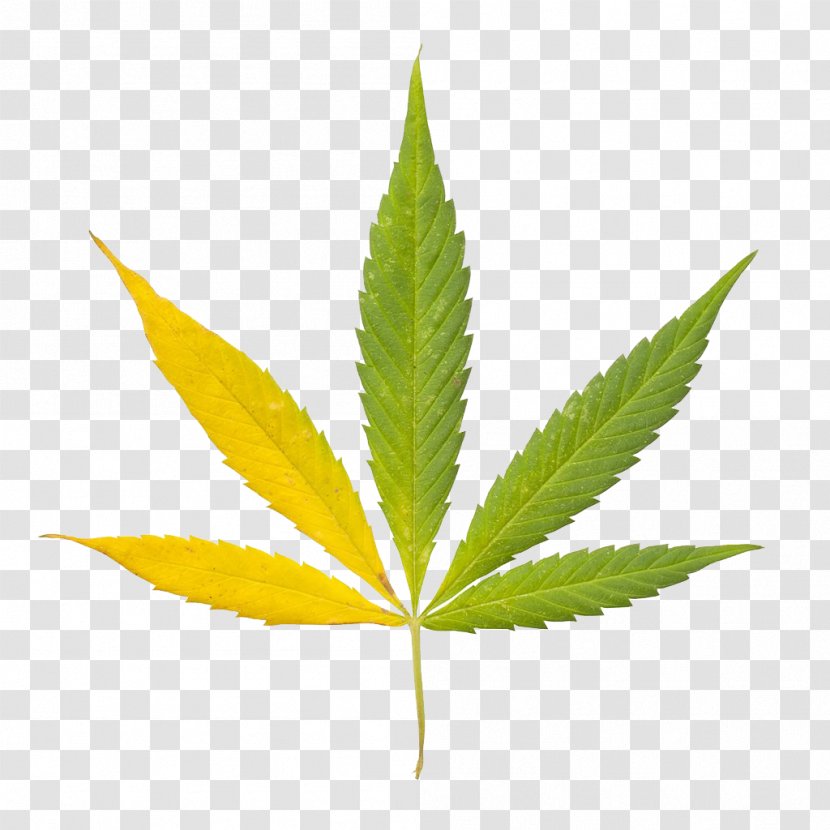 Cannabis Sativa Leaf Bong Clip Art - Hemp - Indian Marijuana Transparent PNG