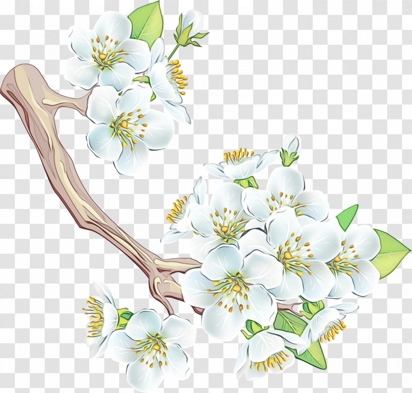 White Flower Branch Blossom Plant - Petal - Flowering Dogwood Transparent PNG