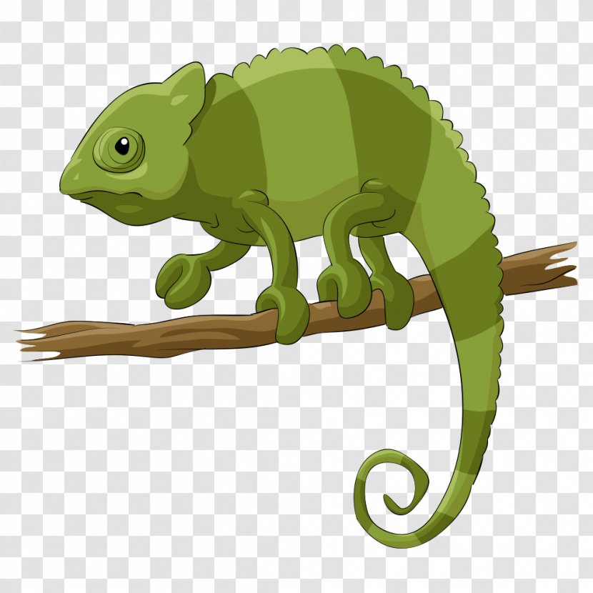 Chameleons Lizard Reptile Cartoon - Stock Photography - Vector Green Transparent PNG