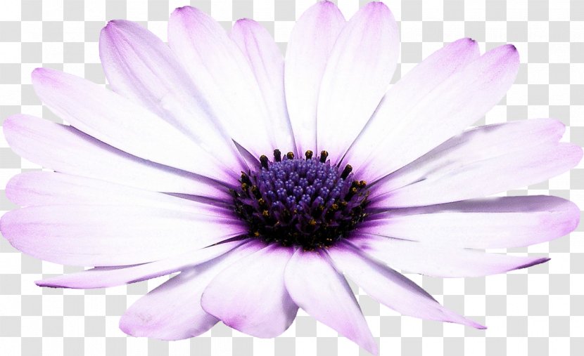 Desktop Wallpaper Blog 新浪博客 - Violet - Flower Lilac Transparent PNG
