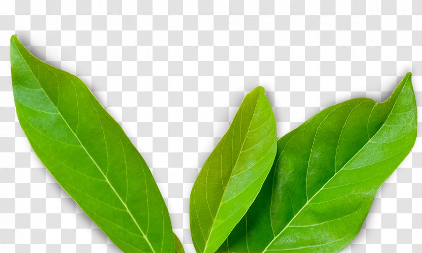 Leaf Plant Stem Basil Transparent PNG