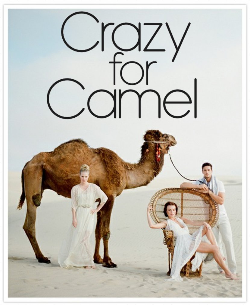 Wedding Photography Camel Photographer Marriage - Photo Caption Transparent PNG
