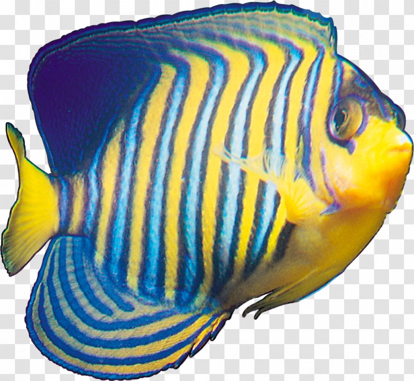 Tropical Fish Yellow Blue - Cobalt Transparent PNG