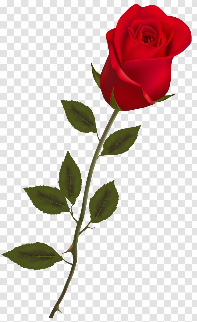 Rose Red Clip Art - Plant Stem - Image Transparent PNG