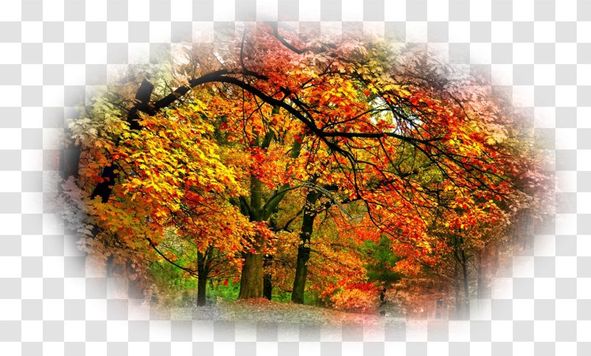 Desktop Wallpaper Autumn Beauty Oak - Collage Transparent PNG