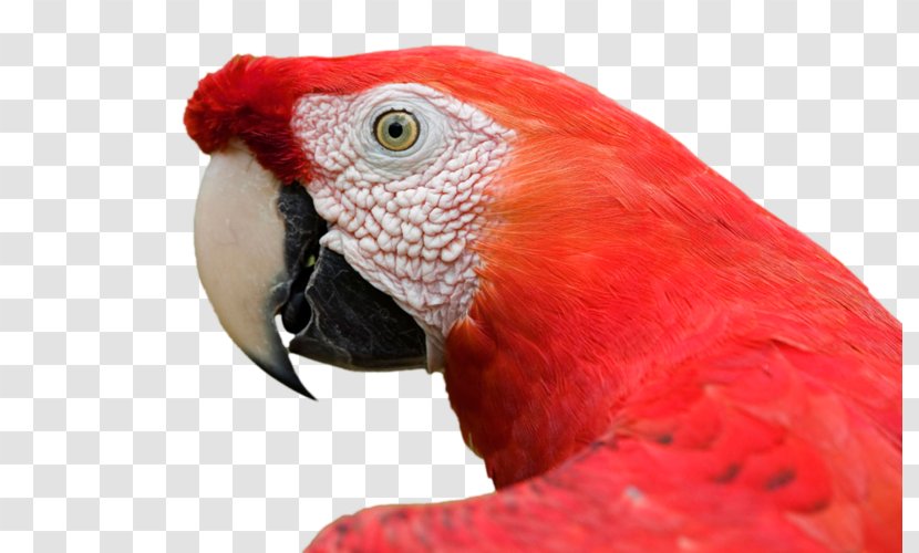 Bird Amazon Parrot Desktop Wallpaper Animal Macaw Transparent PNG