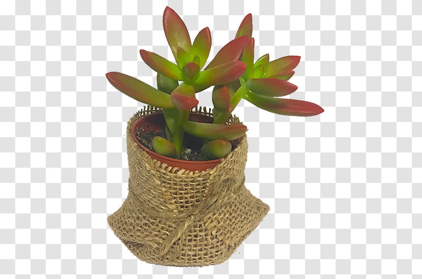 Succulent Plant Houseplant Plants Cactus El Taller Del Encanto - Flowerpot - Types Of Aloe Transparent PNG
