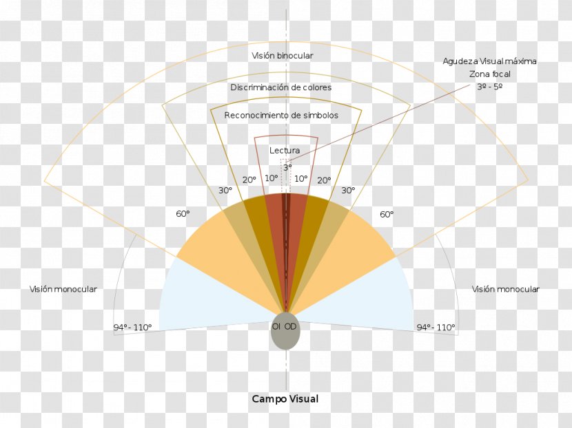 Peripheral Vision Eye Visual Perception Field Product Design - Diagram - Campo Giove Transparent PNG