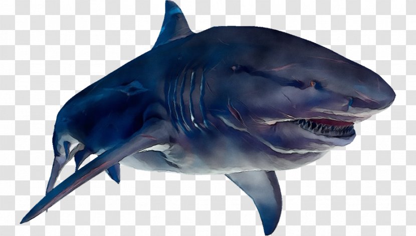 Great White Shark Background - Mackerel Sharks - Animal Figure Carcharhiniformes Transparent PNG