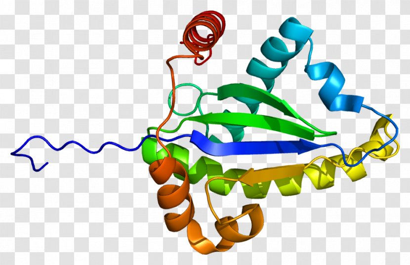 TRADD Death Domain TNF Receptor Superfamily Protein Tumor Necrosis Factor Alpha - Text Transparent PNG