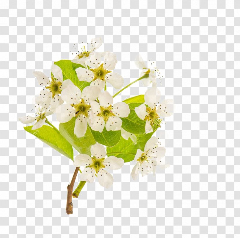 Stock Photography Blossom Pear Royalty-free - Flower Bouquet - A Transparent PNG