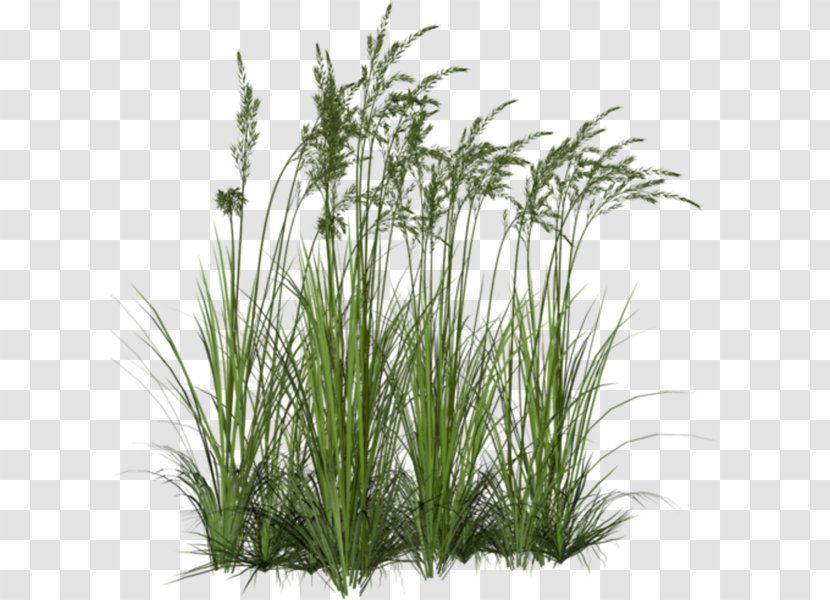 Aquatic Plants Wetland - Sweet Grass - Plant Transparent PNG