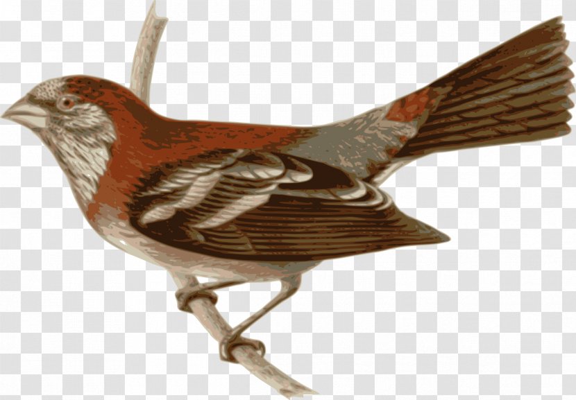 Bird Three-banded Rosefinch Passerine Feather Wren - Heart Transparent PNG