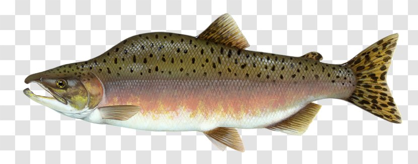 Pink Salmon Chinook Coho Fish Transparent PNG