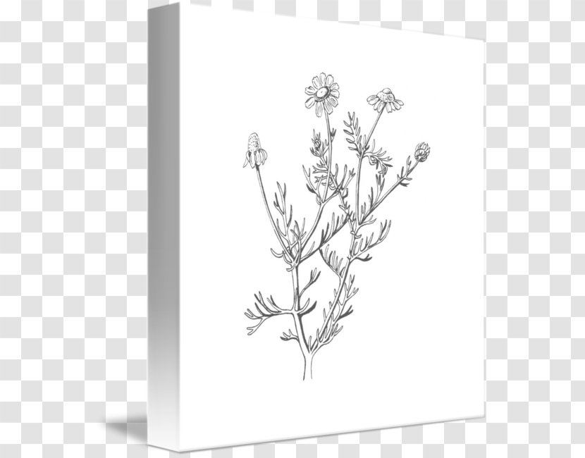 Chamomile Drawing Flower - Art Transparent PNG