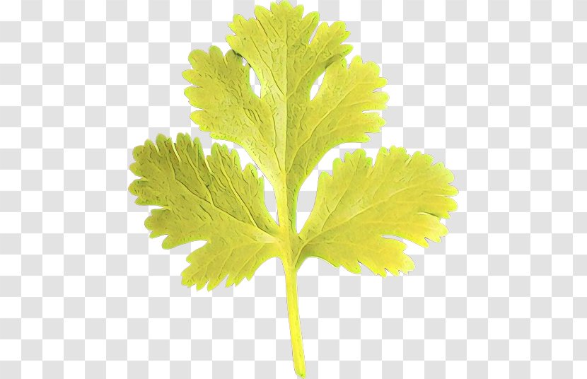 Tamil Cuisine Greens Avial Swiss Leaf - Parsley - Flower Transparent PNG